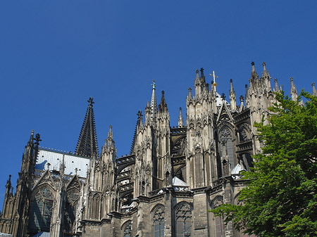 Kölner Dom mit Baum Foto 